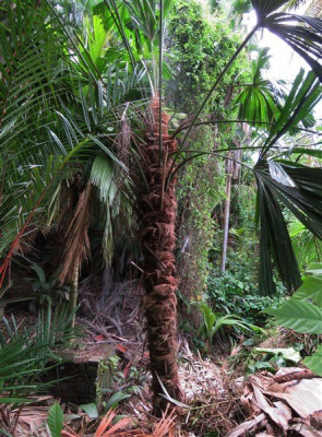 Le Licuala ramsayi planté le 19 11 2012 a été chahuté par la tempête.