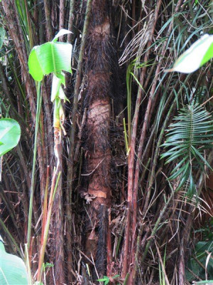 L'Astrocarium vulgare peut-être monocaule ou cespiteux.