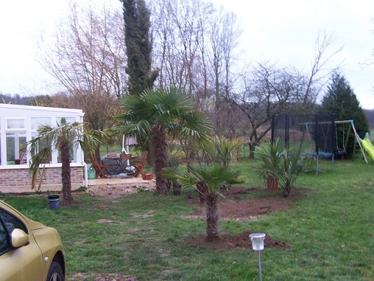 jardin lors de mon arrivé seul le gros trachy au milieu y etais ses palmes sont a 360 degrés