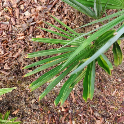 Trachycarpus fortunei  (2) (Copier).jpg