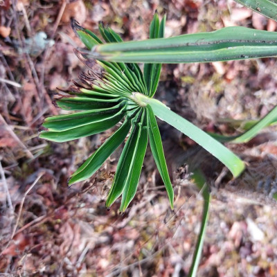 Trachycarpus fortunei  (3) (Copier).jpg