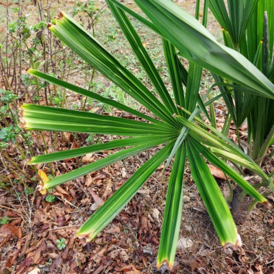 Trachycarpus fortunei  (4) (Copier).jpg