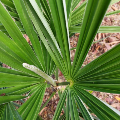 Trachycarpus fortunei  (7) (Copier).jpg