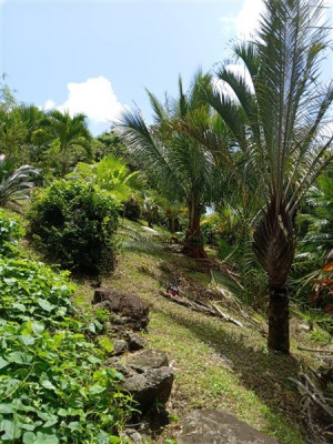 Dypsis ramsayi au premier plan et Beccariophoenix alfredii sur la partie ouest de la palmeraie.