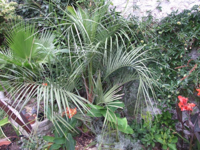 Butia, lent mais tellement élégant