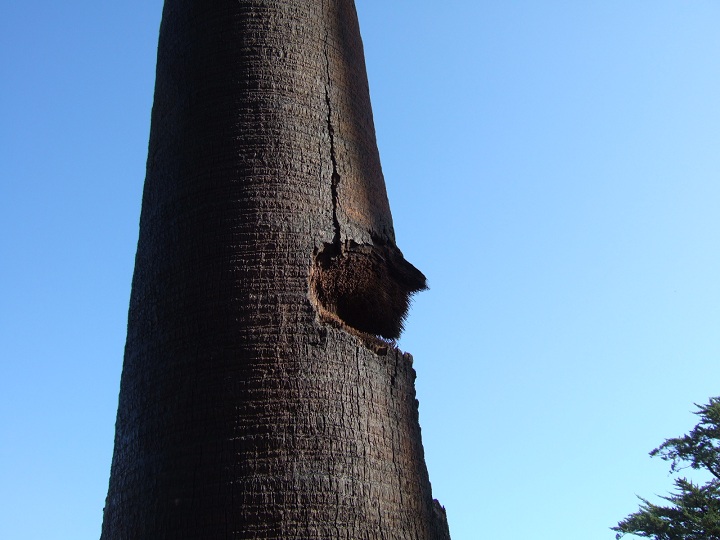 Un stipe de Washingtonia bien amoché...