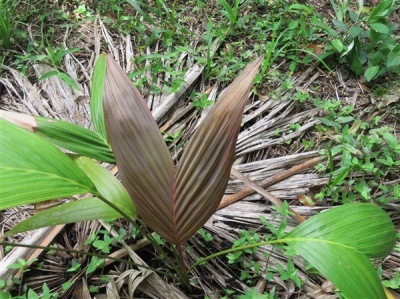 La jeune feuille du jeune plant du Loxococcus rupicola planté le 09 07 2023.