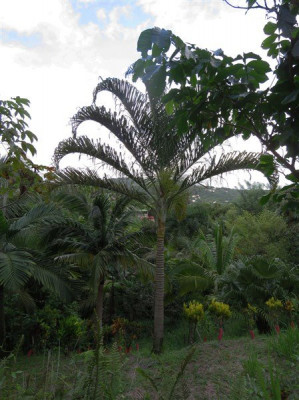 Hybridation entre Dypsis madagascariensis et Dypsis penbana...