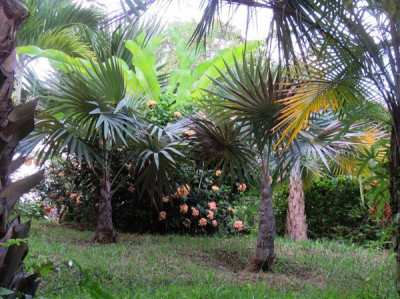 Les Coccothrinax argentea plantés respectivement le 03 12 2013 et le 05 01 2015.