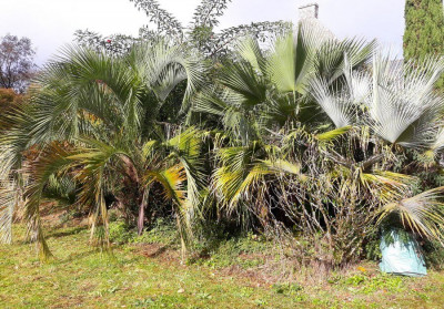 Butia eriospatha, Brahea edulis et armata