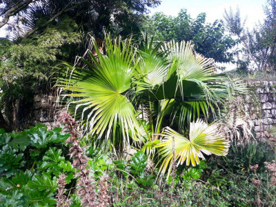 Livistona chinensis, jusqu'ici ne semble pas trop souffrir du froid