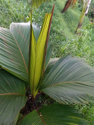 La jeune feuille du  ---- originaire des Seychelles