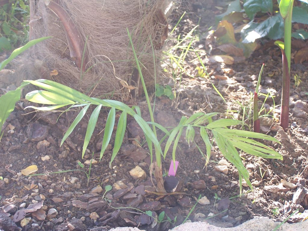 radicalis planté a l ombred un trachy