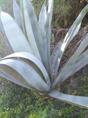 Agave1 (4).jpg