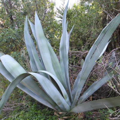 Agave1 (3).jpg