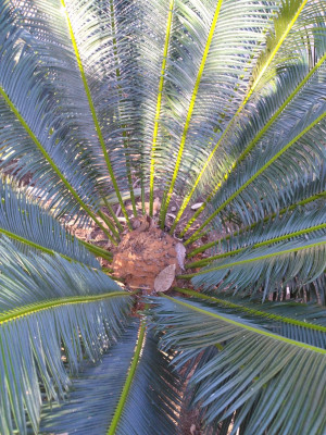 Cycas1 (2).jpg