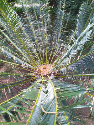 Cycas2 (2).jpg