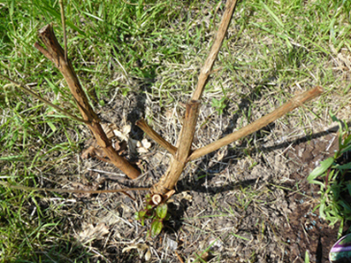 Première apparition des feuilles fin avril-début mai. On voit bien comment avait été taillé le Tibouchina au mois de décembre précédent.