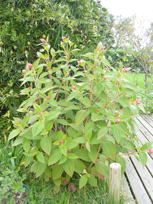 Le Tibouchina a maintenant atteint sa taille définitive : 1,60 m environ. On est en septembre et on voit déjà poindre les premiers boutons.