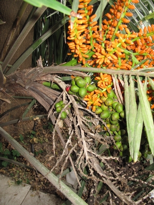 Arenga, boutons de fleurs et jeunes fruits.jpg