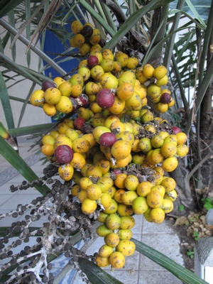 Arenga, début maturité fruits.jpg