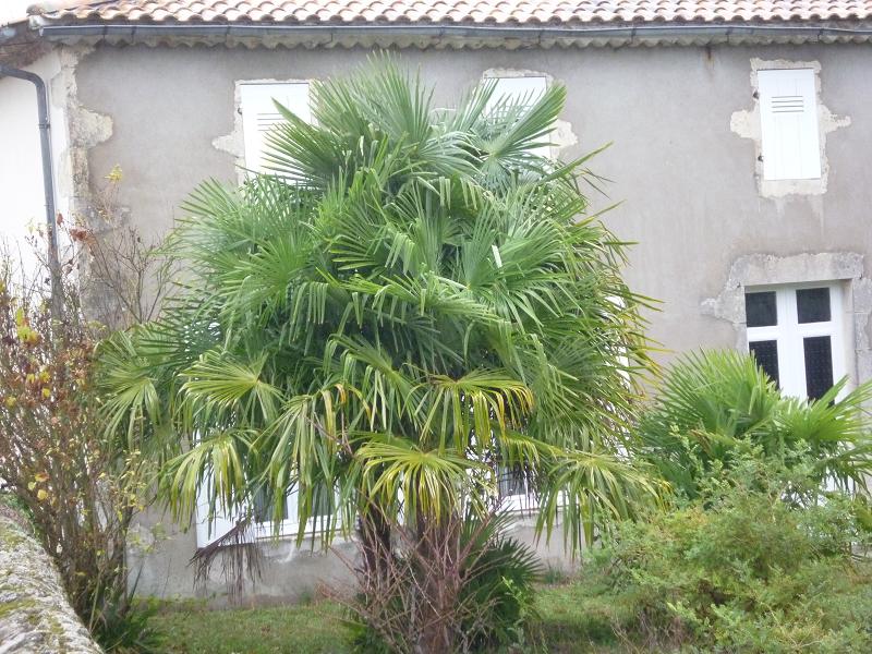 plantés en buisson, ils ont un bon look !