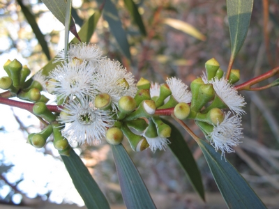 Eucalyptus gregsoniana, fleurs.jpg