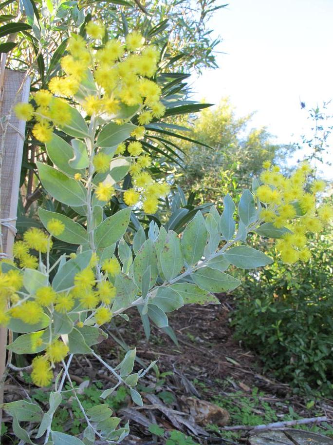 Acacia podalyriifolia