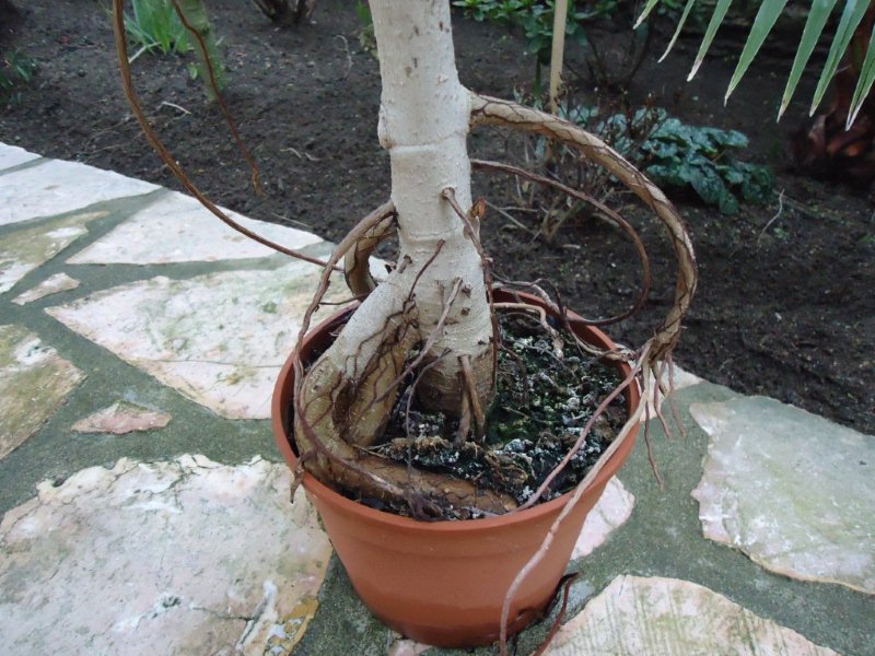 DSC00089 Ficus X.jpg