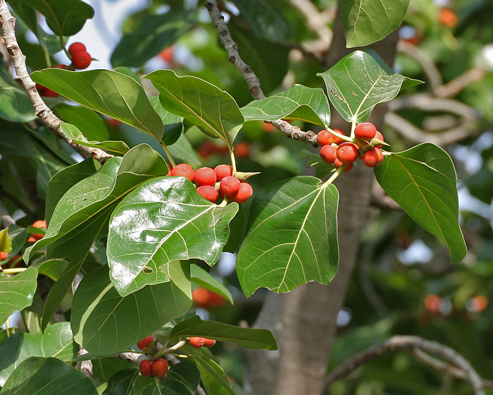 Banyan_tree_(Ficus_benghalensis)_leaf_&_ripe_figs_in_Secunderabad,_AP_W_IMG_6633.jpg
