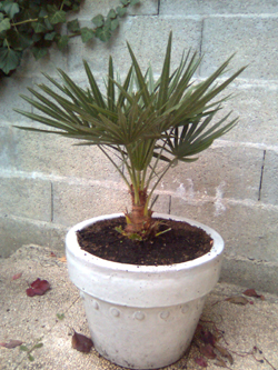 chamaerops humilis.JPG