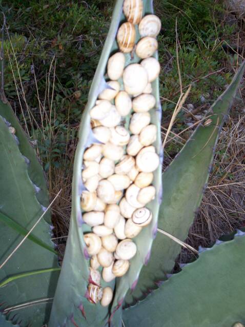 Regroupement d'escargots en repos estival dans la feuille d'un agave