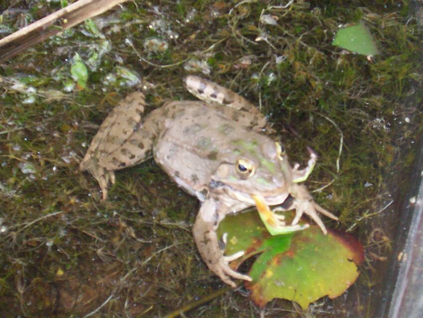 Des occupants de mes 2 bassins, grenouille mangeant une rainette méridionale