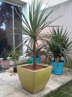 cordyline.JPG