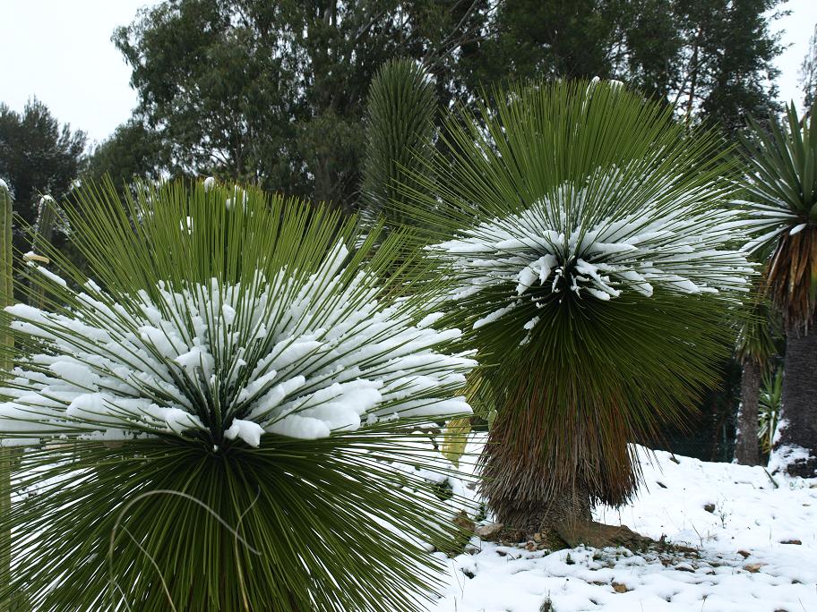 Yucca-queretaroensis.jpg