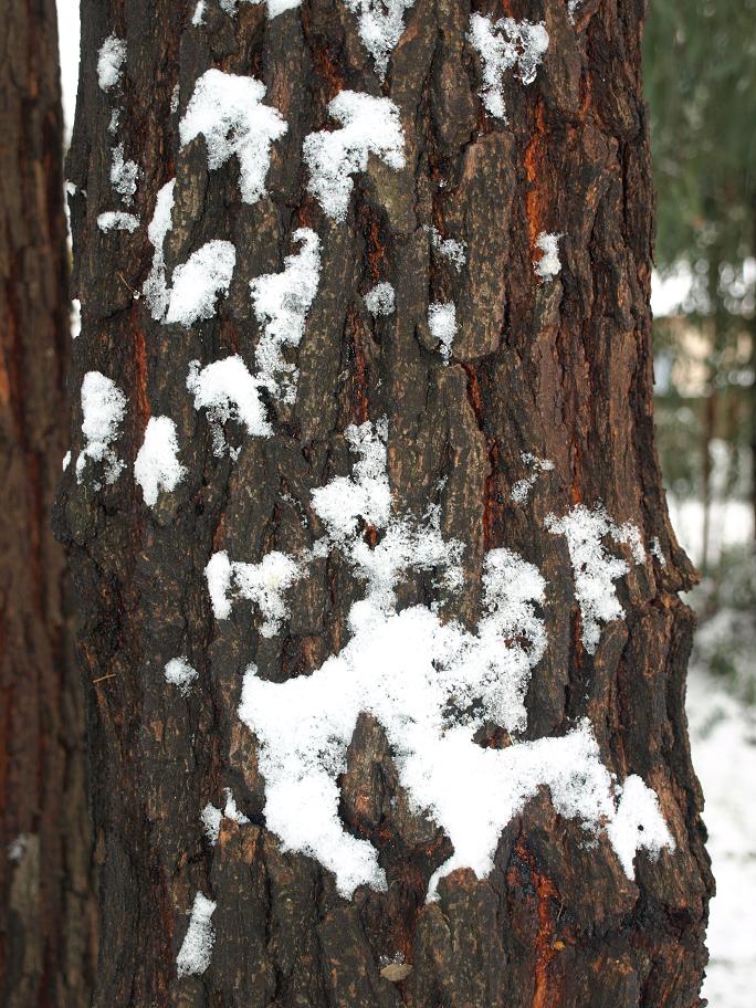 Eucalyptus-sideroxylon-ecorce.jpg