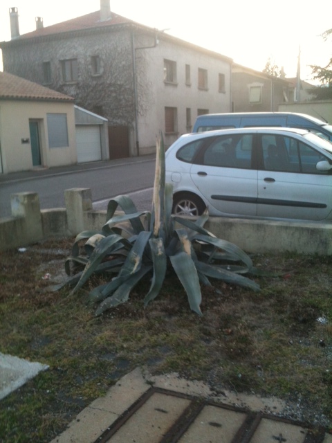 agave valence 28-02-12.JPG