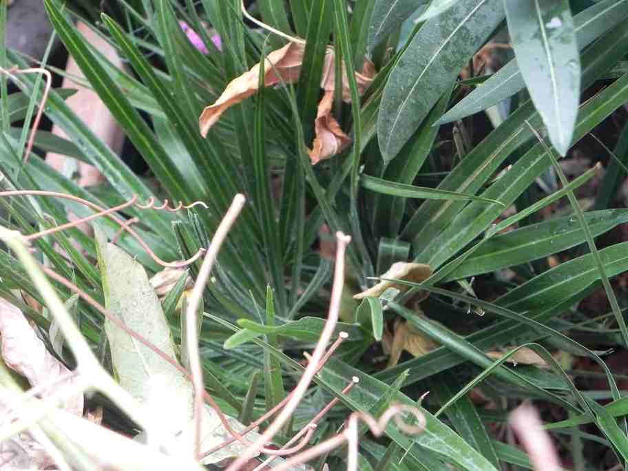 chamarops humilis