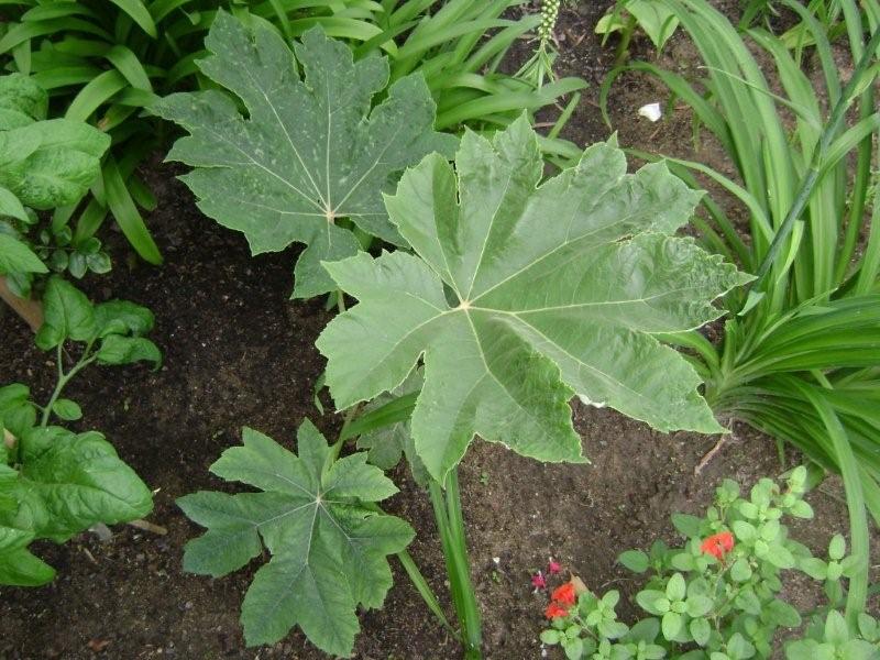 Tetrapanax sp ou non ?