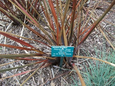 phormium.jpg