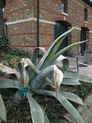 agave americana 2.jpg