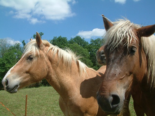 Bon ben là j'arrête juste une photo de mes voisins(comtois)!