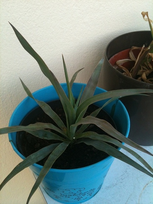 yucca 28-03-12.JPG