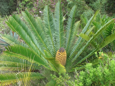 Encephalartos natalensis.jpg