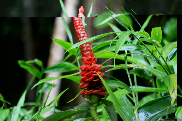 Inconnue de Guyane