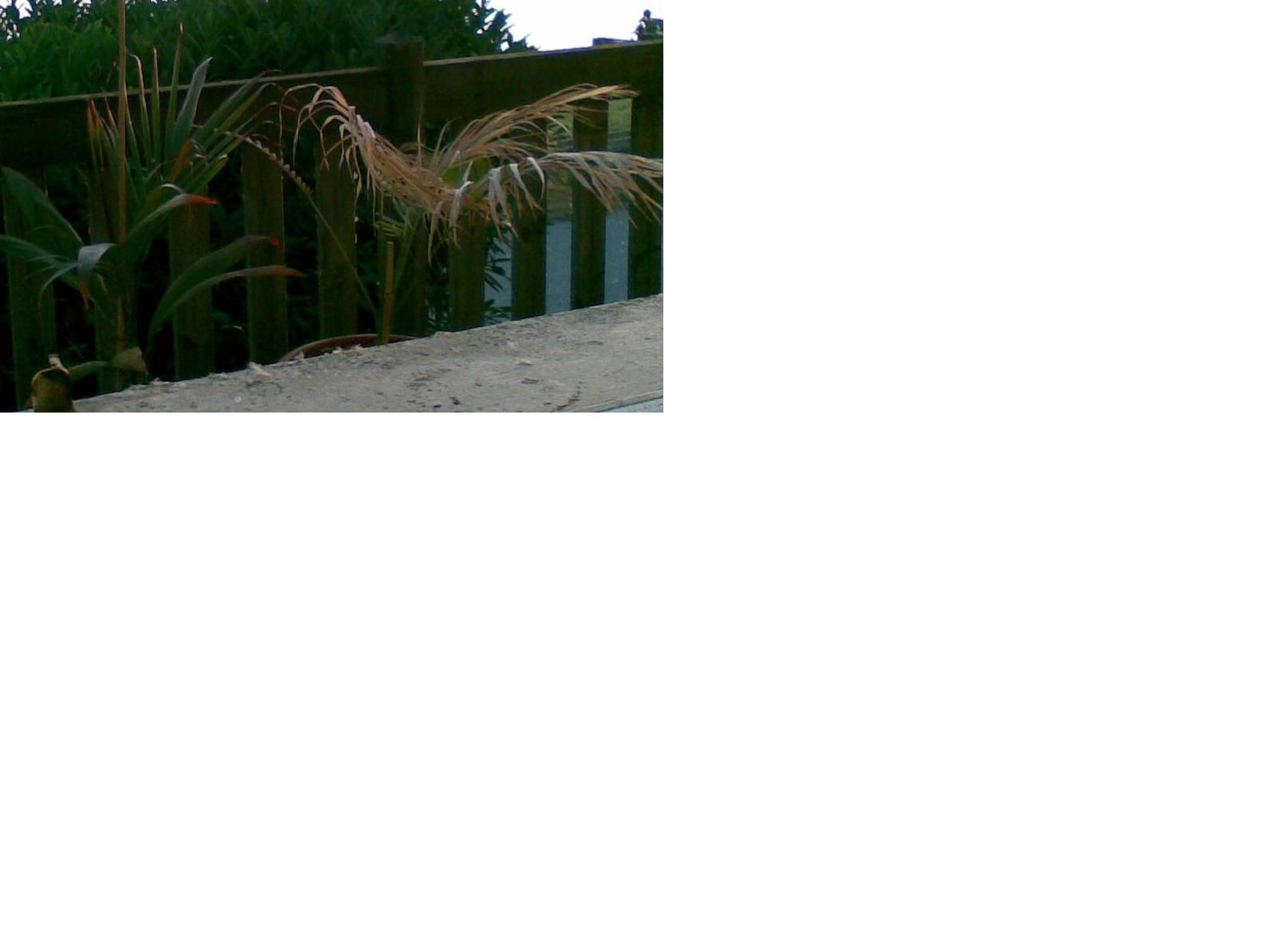 Archontophoenix A palme brûlée à coté dictyosperma album réduite 2.JPG
