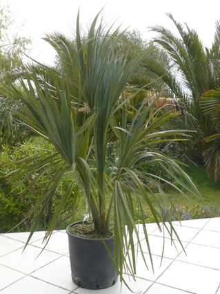 Sabal minor ( palmetto nain)