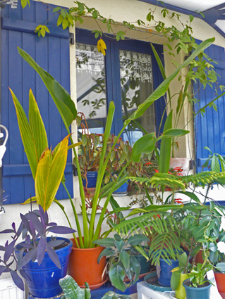 Ravenala madagascariensis semé en janvier 2010, germé en juillet et le voici aujourd'hui, en avril 2012.