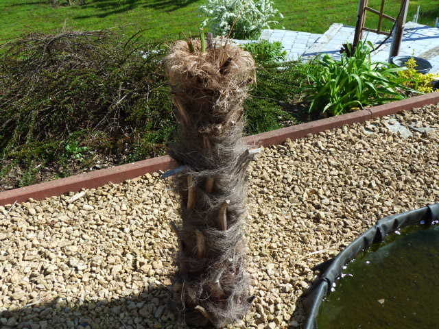 Paimier1.JPG