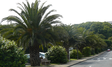 Phœnix canariensis plantés vers 1985 à Perros-Guirec.